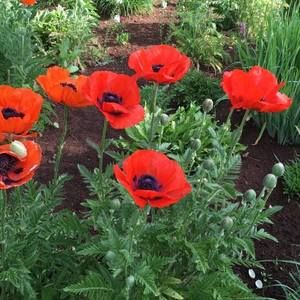 Meet your Posher, Kandi